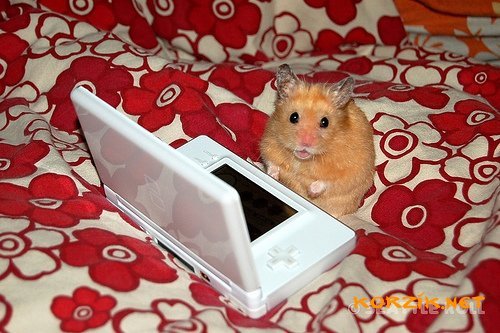 Hamsters are lucky. Hamster photo session. - Animals, PHOTOSESSION, Milota, Longpost