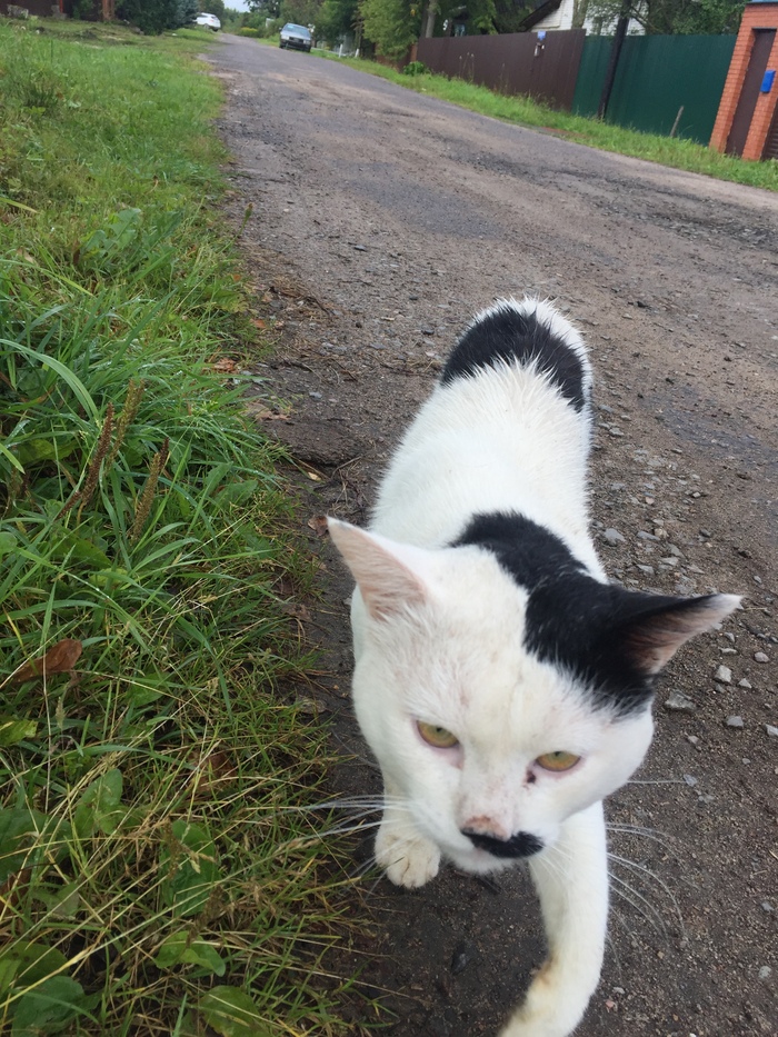 An unexpected meeting with Adolf - My, Adolf Gitler, cat, Meeting, Longpost