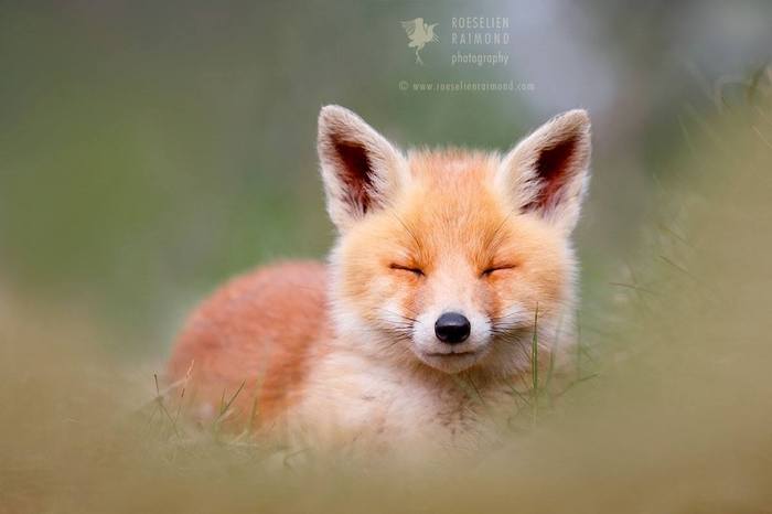 Resting fox cub - The photo, Fox, , , , Animals, Fyr