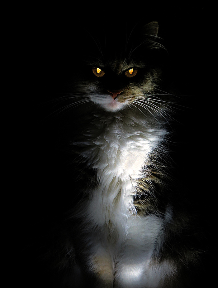 кошка Люська, (уже ушла на радугу)...