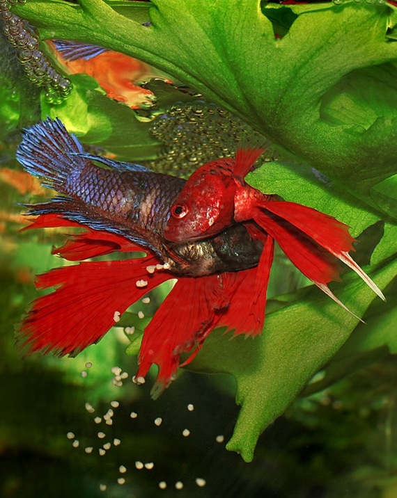 A brief overview of Betta splendens - Aquarium, Cockerel fish, Longpost