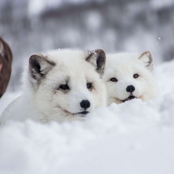 On the Stirrup - Fox, Fyr, Arctic fox, On the Stirrup