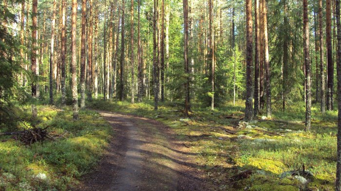 Mushroom places in the Vologda region. - My, Vologodskaya Oblast, , , Forest, Mushrooms, Nature, mushroom places, , Longpost