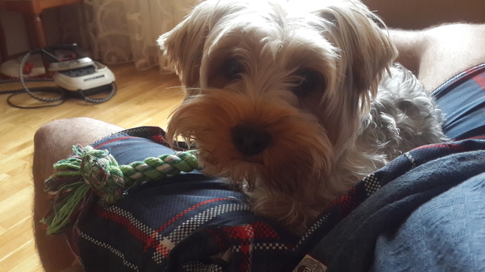 Moscow region, Shcherbinki, Butovo park 2 - My, The dog is missing, Help, Lost, Longpost, Yorkshire Terrier, Dog