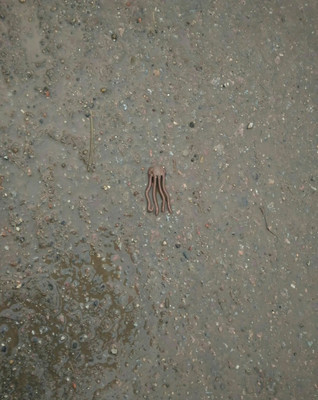 After heavy rain in Veliky Novgorod, strange creatures were found on the streets - League of biologists, , , Octopus, Longpost