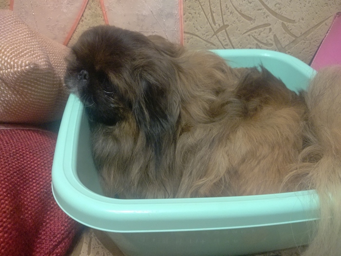 Good night picabu - Dream, Goodnight, A bowl, Box, My, Dog