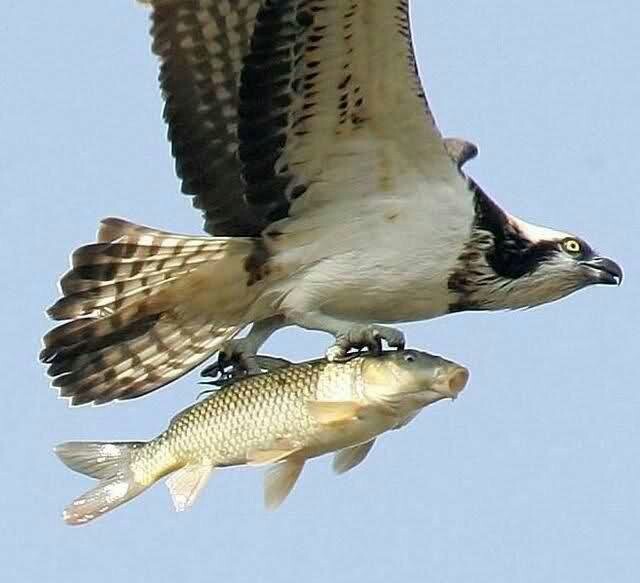 2 types of flying fish - A fish, Humor