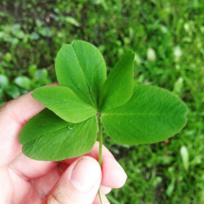 Cinquefoil - My, , Clover