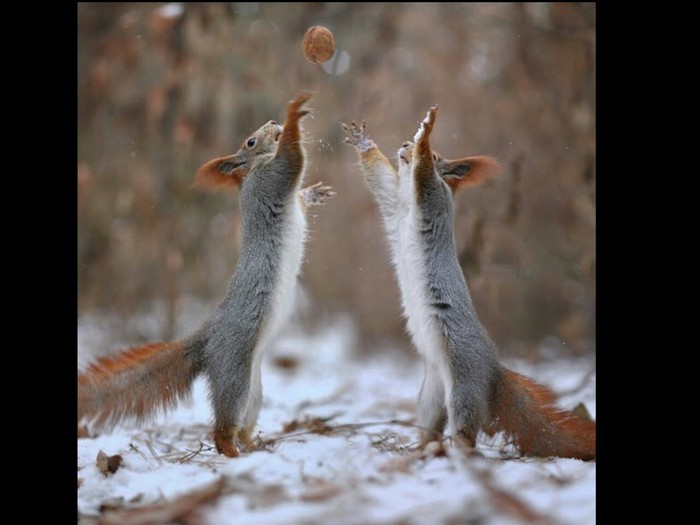 This is my nut!!! - My, Squirrel, Nuts, Toughie, Dispute