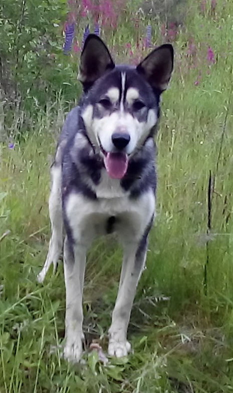 HELP ME PLEASE!!! Kostroma region! - My, The dog is missing, Kostroma, Kostroma region, Help me find, Help, Alaskan Malamute, Theft, Longpost