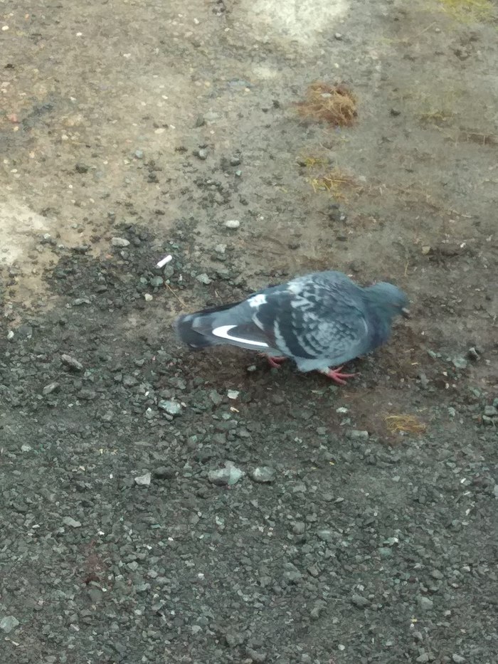 When you are a Nike fan - My, Nike, Pigeon, Style