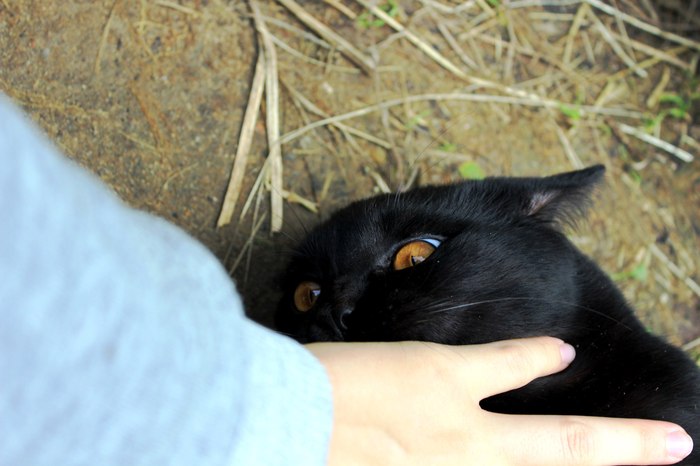 Cute cat. - My, cat, Black, Rage, Animals, Longpost