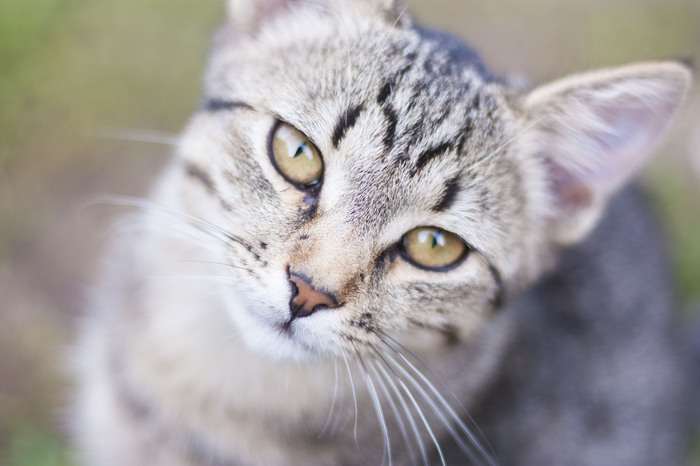 Kittens are counted in autumn - My, The photo, Milota, , cat