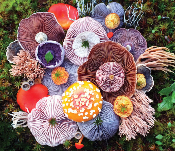 Mushrooms. - The photo, Mushrooms, Color, Nature, Art, Zanamiclub, Longpost