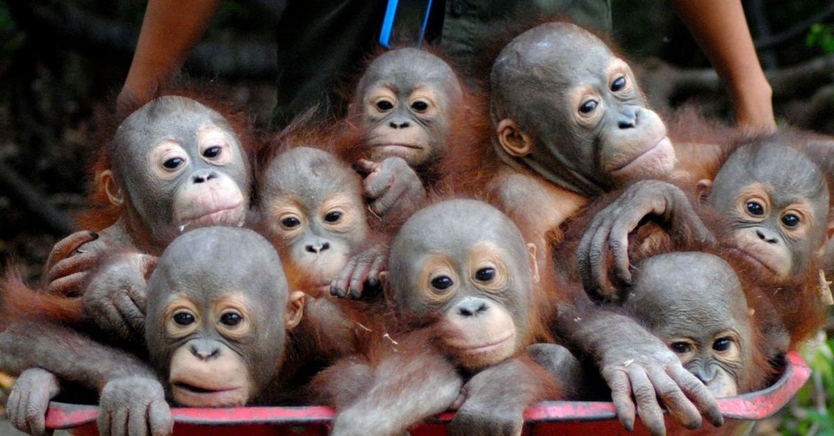 Круг обезьян. Семья обезьян. Куча обезьян. Много обезьянок. Детеныш обезьяны.