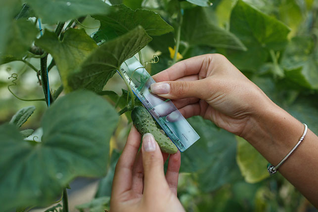 Belarusian scientists have found out what kind of music cucumbers grow better under - Cucumbers, Republic of Belarus, Music