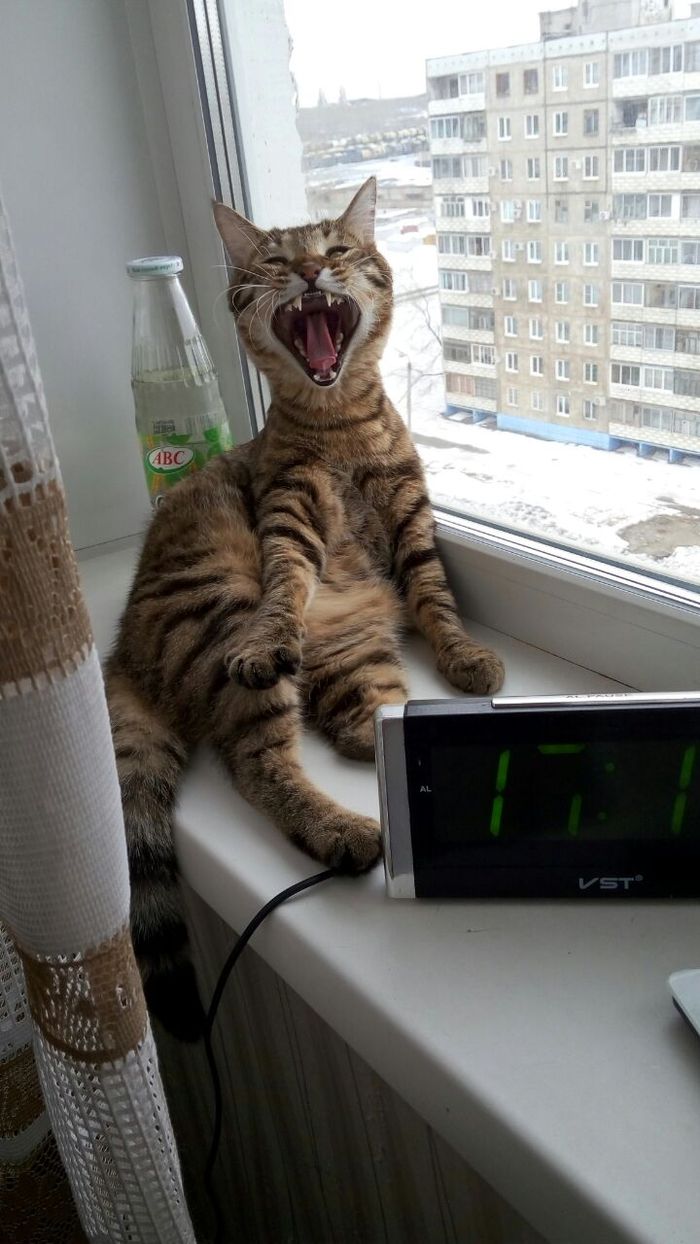 My cat is yawning :) - My, cat, The photo, To fall