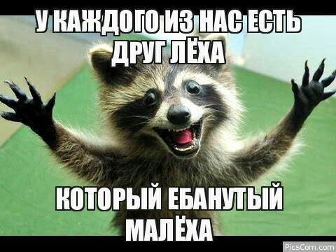 About Lech - Raccoon, Friend