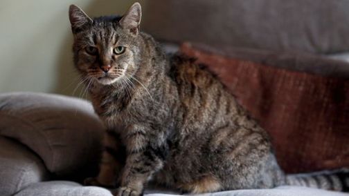 The world's oldest cat has died - cat, Death, , 32 years old