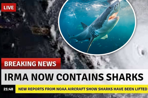 Fake sharks of Hurricane Irma swimming through the streets caused panic in flooded Florida - Hurricane Irma, Florida, Miami, , Fake, , Shark, Longpost, Shark tornado