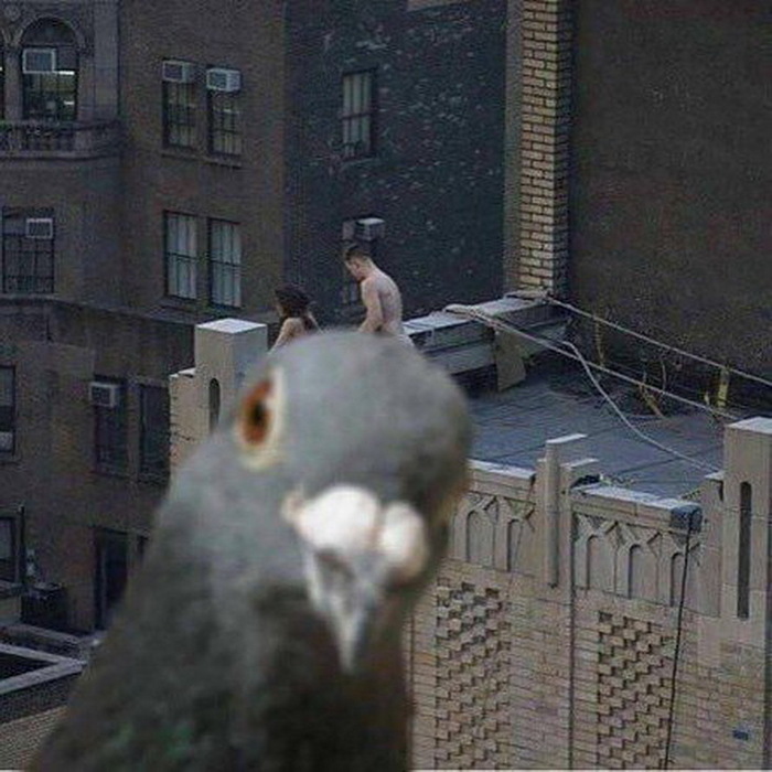 Ruined the photo. - , Pigeon, The photo, Who is there?