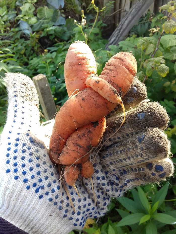 Autumn love-carrot. - My, Harvest, Carrot, Love, Garden, Romance, Autumn, Hugs, Longpost