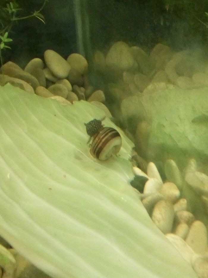 Cabbage Friends - My, Aquarium fish, Snail, Aquarium