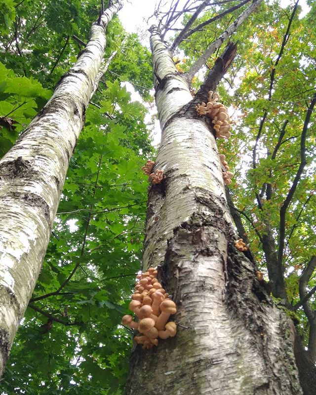 Mushrooms on top - My, Mushrooms, Honey mushrooms, Silent hunt, Longpost