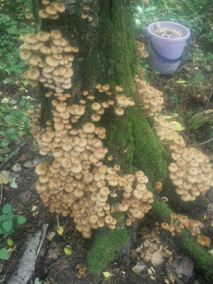 Когда выходишь из леса и у тебя уже полное ведро грибов