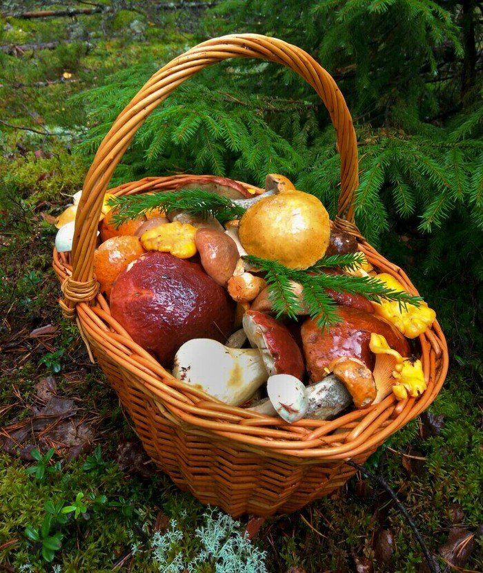 A downpour with hail is not a hindrance. - My, Mushrooms, Porcini, Boletus, Forest, Clean forest, , Nature, Longpost