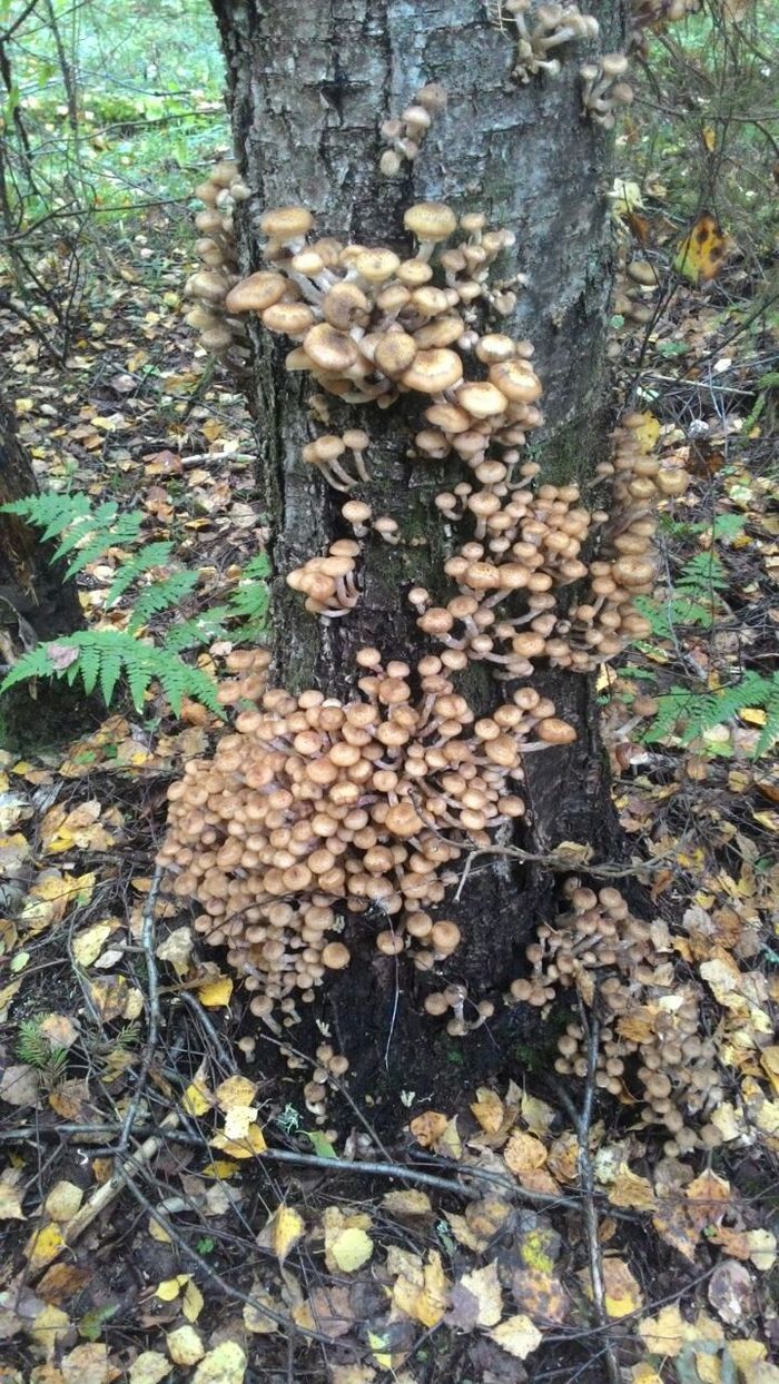 Any mushroom lovers here? - My, Mushrooms, Honey mushrooms, My, The photo