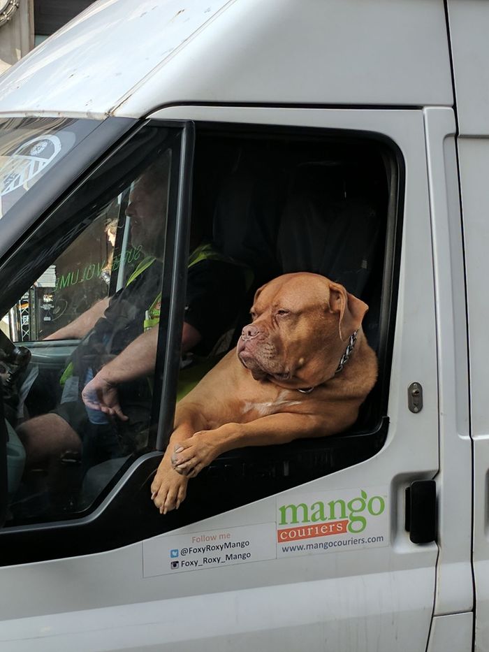 The most important dog in London - Dog, Important, Van, Car, London, Longpost