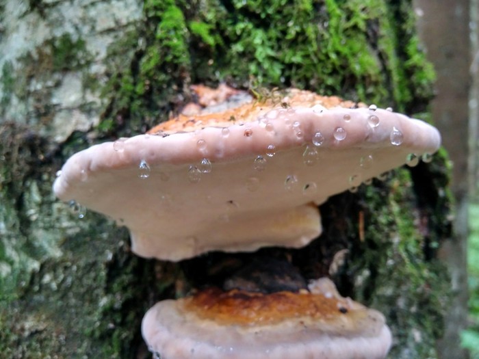 And I'm trending - My, Mushrooms, Forest, The photo