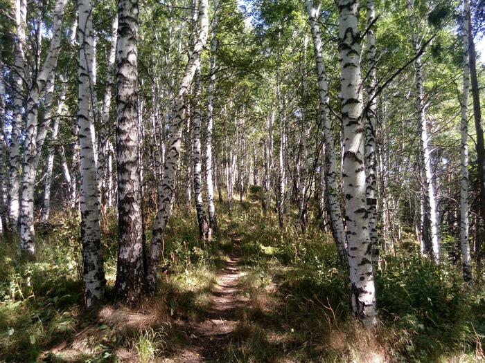 Birch grove in the mountains of Almaty. - Almaty mountains, , My, Longpost