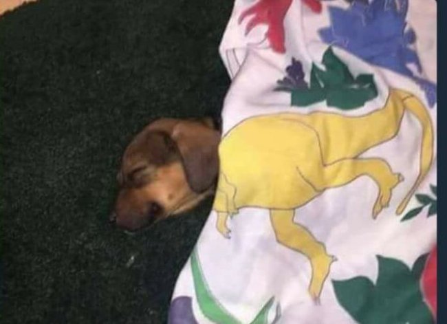Rex - Dog, Dream, A blanket