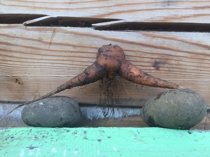 When you're a carrot but want to be like Van Damme - My, My, Carrot, Leg-split, Jean-Claude Van Damme