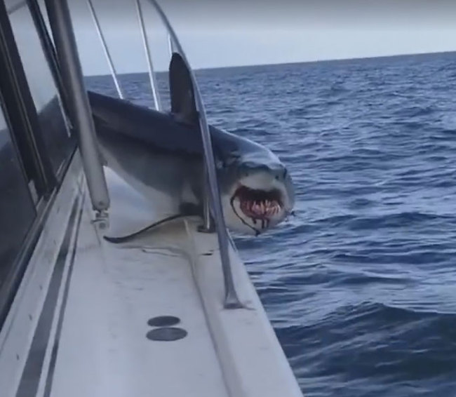 The shark jumped on the boat to the people and got stuck - Longpost, Shark, Mako, Humor