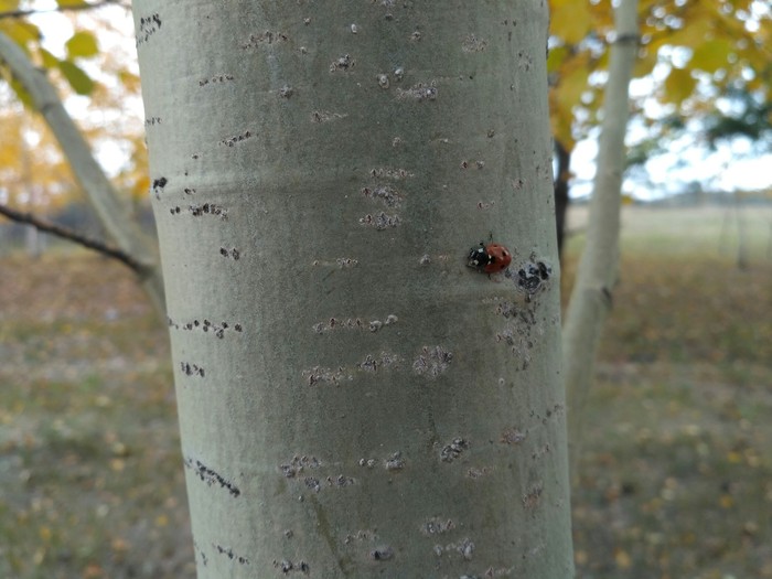 Just a ladybug - My, Nature, Autumn, ladybug