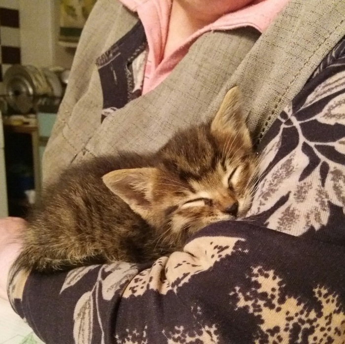 Help adopt a kitten! :) - My, In good hands, Help, cat, Yaroslavl, Kostroma, Helping animals