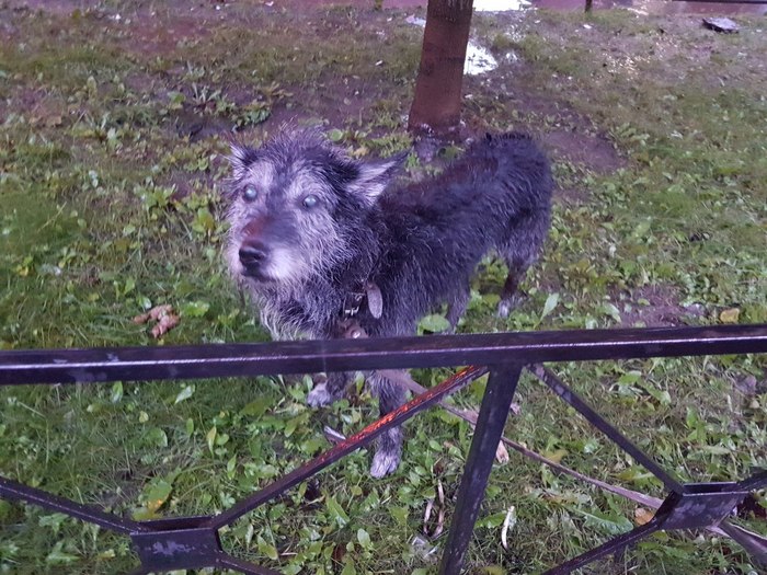 Found a dog. I have no idea what to do with him. - , Found a dog, Dog, Help, Found, Saint Petersburg