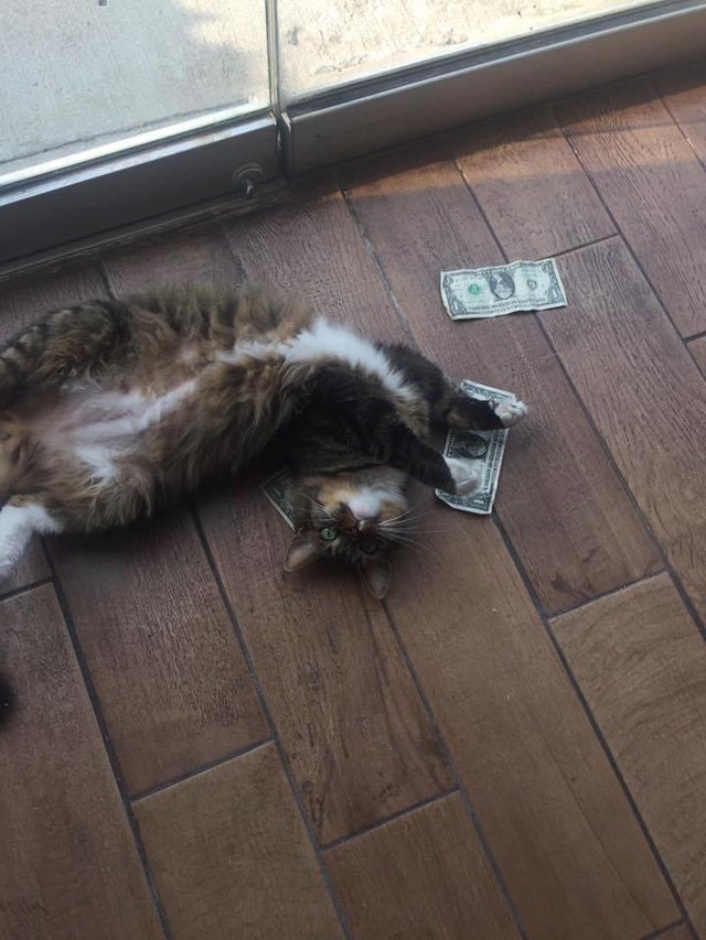 This cat loves money so much that he came up with his own scheme to honestly take cash from people - cat, Ostap Bender, Robbery, Scheme, Longpost