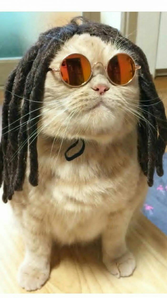 Bob Meowley - cat, Dreadlocks, Bob Marley, Humor