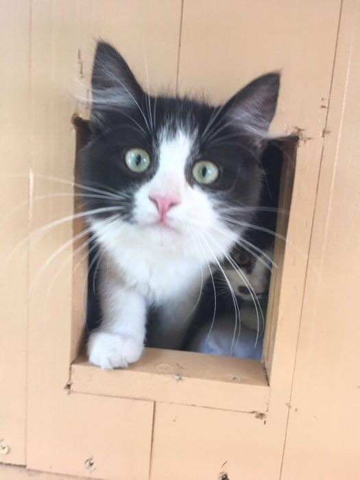 Peekaboo! I believe in your strength! This lovely kitty is looking for a home. Kyiv - My, , The strength of the Peekaboo, Request, cat, Help, In good hands, Kiev, Helping animals