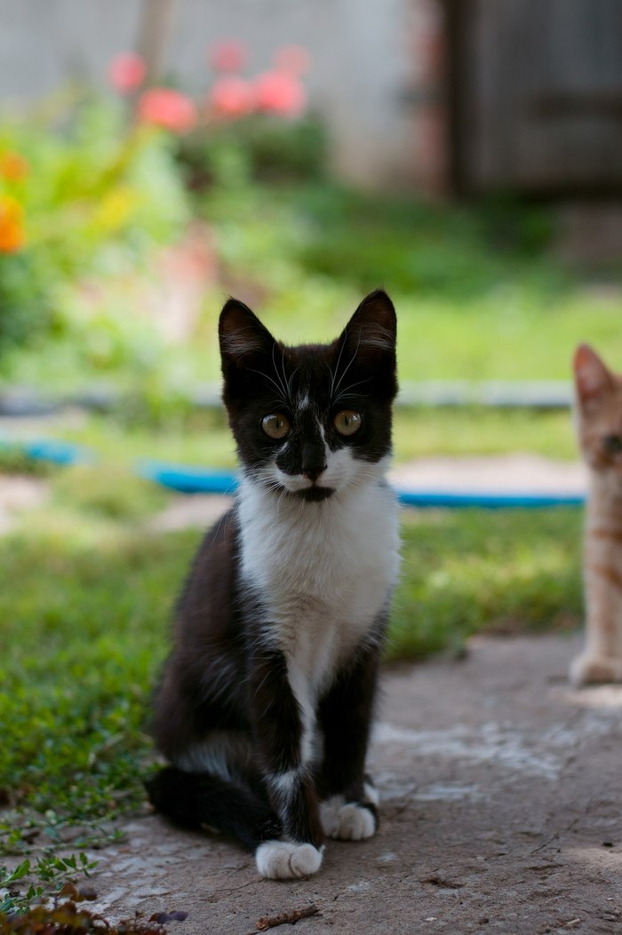 In my grandmother's village - My, cat, My, The photo, Longpost