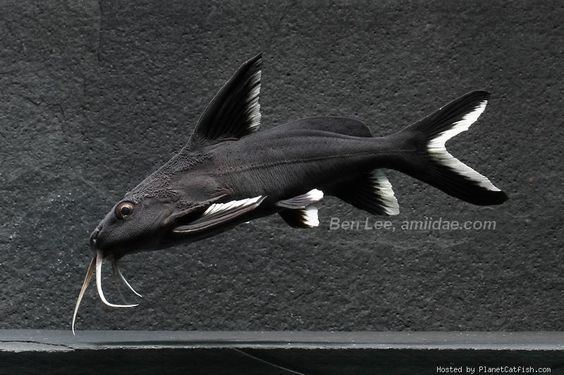 Synodontis granulosus