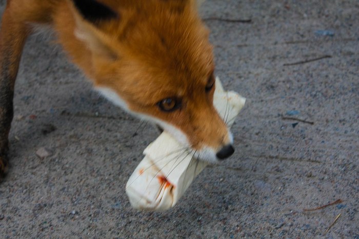 Seeds from Pripyat were fed with food from the mainland: Z - Fox, Fyr, Pripyat, Semyon, Milota, Shawarma, Longpost