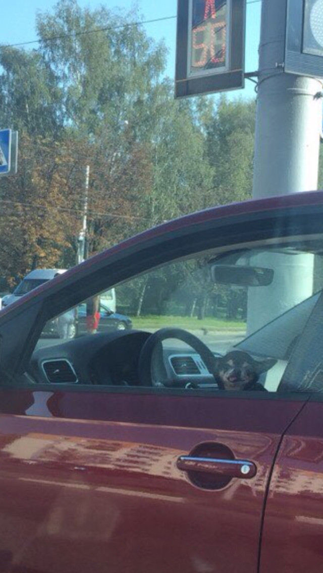 When the car in front of you is stupid and you look at the traffic light who is driving - My, My, Minsk, Driver, Dog, Longpost