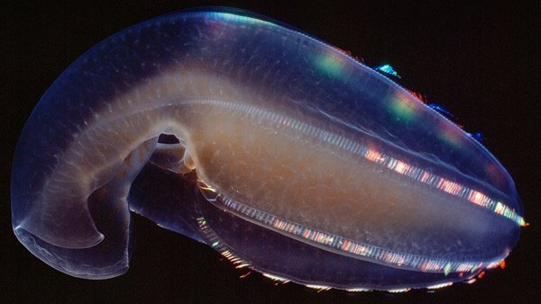 Ctenophores are aliens among us - Evolution, Comb, The science, Brain, Longpost