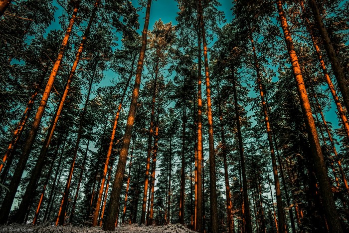 Russian forest - Pine, The sun, Forest