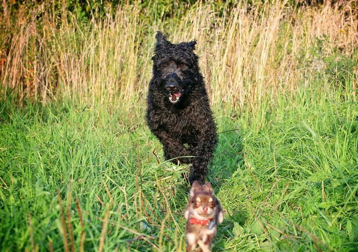 Wait for it! - My, Dog, Chihuahua, Giant schnauzer, Big and small